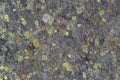 Natural texture of a stone covered with lichen. Royalty Free Stock Photo