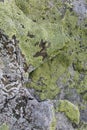 Natural texture of a stone covered with yellow and white lichen. Lichen patterns on a rock surface Royalty Free Stock Photo