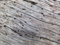 Natural texture of tree trunk, external surface of dead pine. Royalty Free Stock Photo