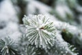 Natural texture of a winter background of Christmas trees. Snow is coming, snow-covered branches Royalty Free Stock Photo
