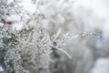 Natural texture of a winter background of Christmas trees. Snow is coming, snow-covered branches Royalty Free Stock Photo