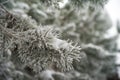 Natural texture of a winter background of Christmas trees. Snow is coming, snow-covered branches Royalty Free Stock Photo