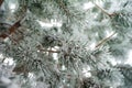 Natural texture of a winter background of Christmas trees. Snow is coming, snow-covered branches Royalty Free Stock Photo