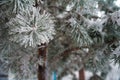 Natural texture of a winter background of Christmas trees. Snow is coming, snow-covered branches Royalty Free Stock Photo