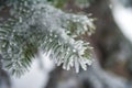 Natural texture of a winter background of Christmas trees. Snow is coming, snow-covered branches Royalty Free Stock Photo