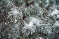 Natural texture of a winter background of Christmas trees. Snow is coming, snow-covered branches Royalty Free Stock Photo