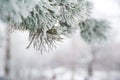 Natural texture of a winter background of Christmas trees. Snow is coming, snow-covered branches Royalty Free Stock Photo