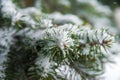 Natural texture of a winter background of Christmas trees. Snow is coming, snow-covered branches Royalty Free Stock Photo