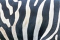 Natural Texture of the Zebra Skin, Zebra Pattern, Zebra Background, Black and White Stripes Royalty Free Stock Photo