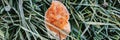 natural textured background with single falled red orange apple leaf in green grass with white cold frost crystals on a frosty ear Royalty Free Stock Photo