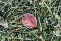 Natural textured background with single falled red orange apple ugly leaf in green grass with white cold frost crystals on a frost Royalty Free Stock Photo