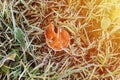 natural textured background with single falled red orange apple ugly leaf in green grass with white cold frost crystals on a frost Royalty Free Stock Photo