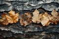 Natural textures Forest tree bark variety, background with empty space