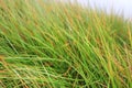 Natural thin green grasses/plants/leafs background image Royalty Free Stock Photo