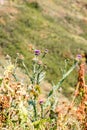 natural thistle closeup on mountain slope, Armenia Royalty Free Stock Photo