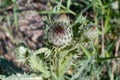 Beautiful green and purple natural thistle plant macro Royalty Free Stock Photo