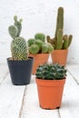 Natural three Cactus Plants on wood table