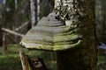 A natural tinder mushroom on a birch tree. Spring forest in the morning rays of the sun