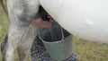 Natural Traditional Horse Milking