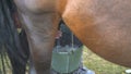 Natural Traditional Horse Milking