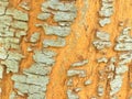 A natural tree bark in africa