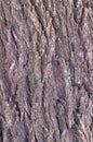 Dark brown wood texture.Willow bark.