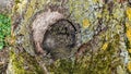 Natural tree bark with circle in the center