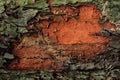 Texture of tree bark, nature