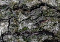 Natural tree bark, embossed texture pattern, abstract nature rough background Royalty Free Stock Photo