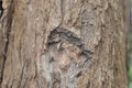 Natural Tree Bark Texture Background Royalty Free Stock Photo