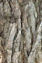 Natural tree bark texture Royalty Free Stock Photo