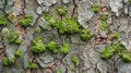 Natural Tree Bark Texture: Closeup of Rough Surface with Green Moss and Lichen and Dirt Skin on Grey Brown Wooden Trunk - Royalty Free Stock Photo