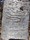 Natural Tree Bark Texture with horizontal lines pattern Royalty Free Stock Photo