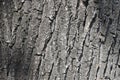 Natural tree bark texture Royalty Free Stock Photo