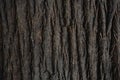 Natural tree bark texture. Seamless tree bark texture. Endless wooden background for web page fill or graphic design. Oak or maple Royalty Free Stock Photo