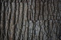 Natural tree bark texture. Seamless tree bark texture. Endless wooden background for web page fill or graphic design. Oak or maple Royalty Free Stock Photo