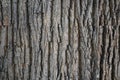 Natural tree bark texture. Seamless tree bark texture. Endless wooden background for web page fill or graphic design. Oak or maple Royalty Free Stock Photo