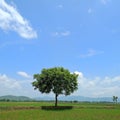 Natural tree always happy imege odisha