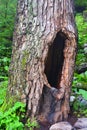 Natural Tree Hollow