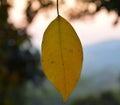 Natural tree leaves walpaper