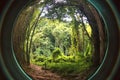 Natural tree passages at the tropical Forest Puerto RIco