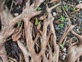 Natural tree root buttress for background Royalty Free Stock Photo