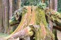 Natural tree sculpture