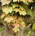 Natural tree stump with leaves, Crookham, Northumberland Uk
