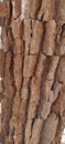 Natural Tree Texture Pattern