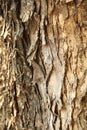 Natural Tree Trunk Texture Macro shot Royalty Free Stock Photo