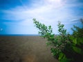Natural Tropical Beach Vegetation Plants View Grow Wild On The Sand Beach Royalty Free Stock Photo