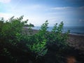 Natural Tropical Beach View With Beach Vegetation Plant Grow Wild On The Sand Beach With Sunshine