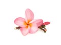 Tropical flower frangipani isolated on white background Royalty Free Stock Photo