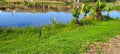natural tropical lake in the interior of Brazil with grass vegetations and plants Royalty Free Stock Photo